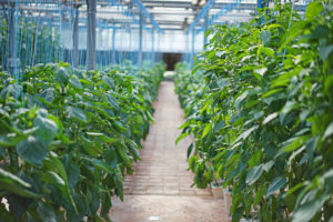 hydroponic garden